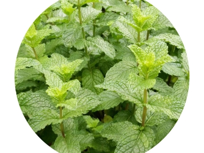 薄荷進口種子應該去哪里批發(fā)？