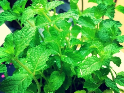 薄荷進口種子幾天發(fā)芽多長時間開花？